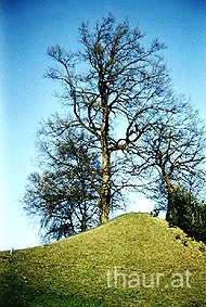 Ein einzelner Baum auf einer grünen Wiese