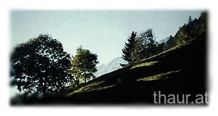 Wiesenhang mit Bäumen im Abendlicht