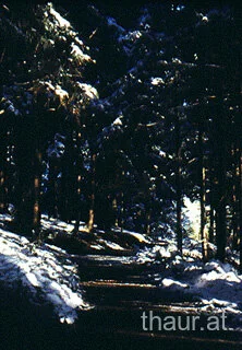 Schnee und Sonnenlicht auf einem Waldweg